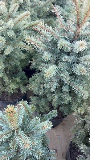 595553359 | ტყვიავის სანერგე მეურნეობა