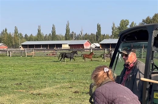 37 reactions | Welsh Section B mares and foals. Alvesta Naiya and Angelina are closely related, being sired by Llanarth Tarquin and out of Cadlanvalley Pirate mares. Their fillies are Novella and Alys. | Alvesta Farm Welsh Ponies | Facebook