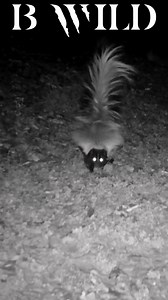 113K views · 1.3K reactions | #zorrillo #skunk #Aguascalientes #mexico #Bwild | BWILD | Facebook