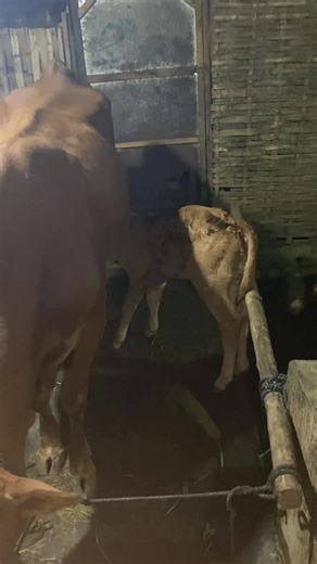 Kembar jiii😁#kajipedet #bakolsapi #pedetsuper #rokanarokani #fypage