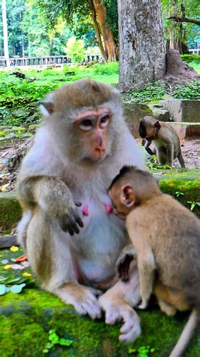 25K views · 665 reactions | Boran asking her mother for Milk. #5starreview,#5starmonkey,#Monkeyvideos,#MonkeyLife | 5 Star Monkey | Facebook