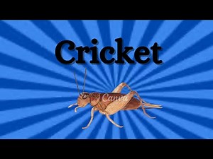 Cricket! Jumping, Chirping, and Fun Facts for kids!
