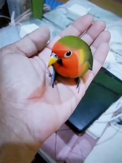 gambar burung bisa bergerak cantik sekali