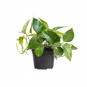 Golden Pothos | Devils Ivy Plant | Live Indoor Outdoor House Plant | Ships in 6 Inch Grower Pot | 8-10 Inches Shipping Height - Etsy