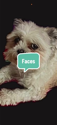 The Many Faces of King Arthur. @SpiritualQueen #shelterdog #cutedog #dogmom #kingarthur #funnydog