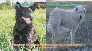 Distinctive Sheepdog Breeds: Croatian vs. Maremmano-Abruzzese