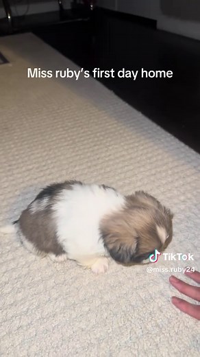 Miss Ruby's First Day Home as a Pekingese Puppy