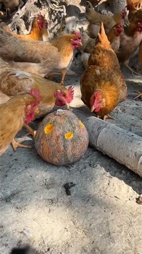 Here's how to use pumpkin to feed chickens #chicken #pumpkin #animals