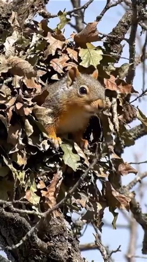 Squirrels and Yoga on Instagram: "High in the branches, that bundle of leaves is a home and a nursery where a mama squirrel tucks her babies in before starting her day. The little face peeking out is a reminder of how fragile these hidden homes are. When trees are cut or pruned without checking for nests, entire families can be lost. Sometimes tree work is needed, but choosing a crew that checks for dreys and relocates babies when required can save lives. Avoiding tree work during baby season al
