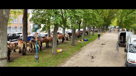 🟡 Le Cheval de Trait Auxois 🟡 C'est au tour du cheval de trait AUXOIS d'être à l'honneur 🤩🐴 👉 Originaire de Bourgogne, L’Auxois est un cheval calme, docile et puissant ! 👉 Nous nous sommes rendus à son concours national de race à Semur en Auxois en septembre dernier ! Cheval de Trait Auxois #auxois #chevaldetrait #ChevaldeTRAITAuxois #chevalcomtois #semurenauxois #semurenauxois #eleveur #eleveurequin | Conseil du cheval de Bourgogne Franche-Comté CCBFC