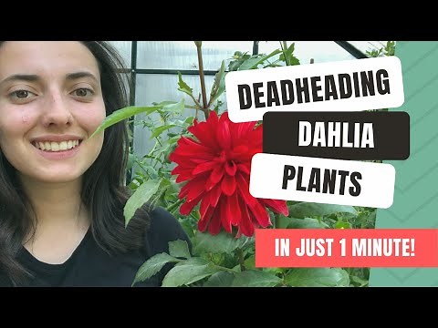 How To Deadhead Dahlia Blooms