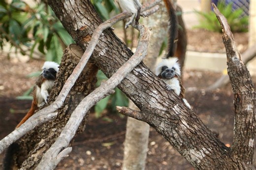 Endangered monkey gives birth to twins at San Antonio Zoo