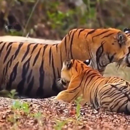 Giant Nar Tiger vs Shy Mada Tigress – Rare Jungle Moment #worldtiger #tigerfamily #missiontiger