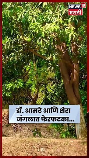 Nagpur News | बिबट्या ‘शेरा’सोबत Dr. Prakash Amte यांचा फेरफटका! | N18S