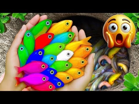 Catch beautiful aquarium fish in small pond koi fish, glowfish, ghost fish, redfin shark, shrimp #11
