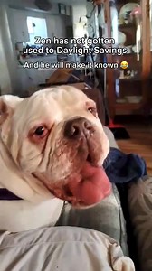Zen is hungry and he will make it known - he hasn’t quite adjusted yet to Daylight Savings time. Zen is a boy who values routine! If you do too, check out his page on our website! | Austin Bulldog Rescue