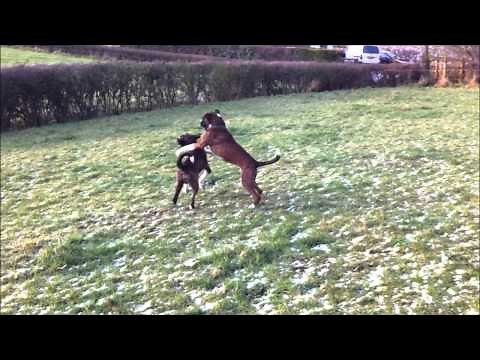 Boxer dogs play fighting