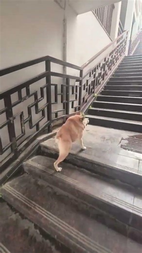 Revolutionary Potato Repair: Self-Aligning Four-Wheel Wonders