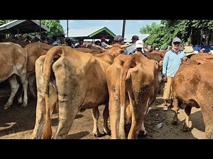 8.200‼️BABON KURUSAN NUMPUK HARGA MURAH | Pasar Sapi Tuban