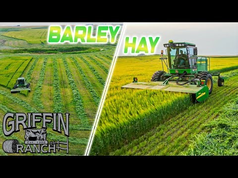 Cutting The Last Of The Barley And Oats Hay