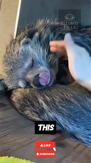 The Animal 90% of People Have NEVER Seen 😱🦝 (Popcorn-Smelling Binturong Explained)