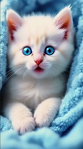 Most Beautiful Ragdoll Kitten Moments Ever Caught on Camera!