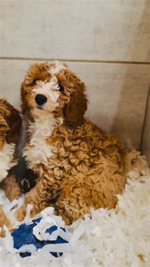 Douglas Hall Kennels Ltd on Instagram: "Hi everyone 👋 we hope you are having a lovely weekend. We had to share the videos of our Cavapoochon’s — they must be the cutesiest litter we have ever bred. The red colouring with the white stripe on their face makes them very unique. Here at Douglas Hall Kennels we have been breeding Cockapoo, Cavapoo and Cavapoochon puppies for nearly 15 years. We have helped many families find their perfect pet companion. Just read all our reviews on Trustpilot from c