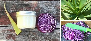 How to Make a Healing Salve with Cabbage and Aloe Vera - The Lost Herbs