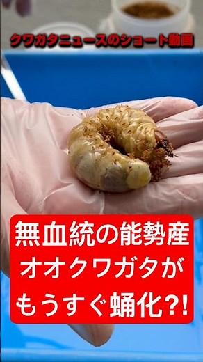 【オオクワガタ】無血統でも大きく育てたいがどうよ⁈#クワガタ #飼育 #オオクワガタ
