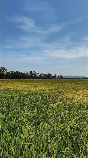 The sky is blue and the rice is green