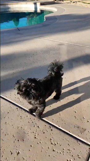 The CUTEST Black Shih Tzus Ever