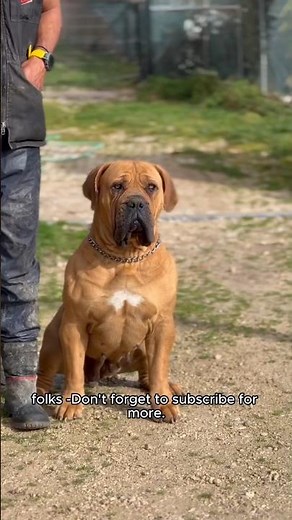 Tips for BOERBOEL TRAINING 🆙🆙 #boerboel
