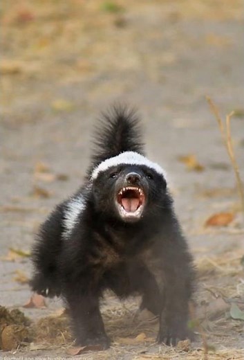 Honey Badgers Fight Lions and Win 😱