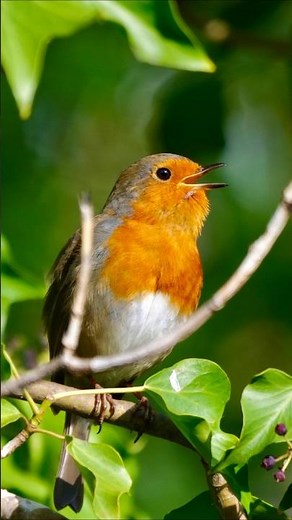 European Robin Singing – Beautiful Bird Sounds for Relaxation, Study, and Focus