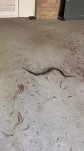 59K views · 1.7K reactions | Highlands copperhead removal from a property at Mittagong. It’s pretty warm here today in Australia especially where I’m from & just like us snakes or reptiles get to hot & they want to cool down . So a nice cold concrete floor is an idea spot for the reptile to keep cool  | Southern highlands & south coast snake catchers | Facebook