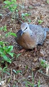 11K views · 1K reactions | Spotted dove | 퐍퐚퐭퐮퐫퐞 퐏퐡퐨퐭퐨퐬 퐁퐨퐨퐤 | Facebook