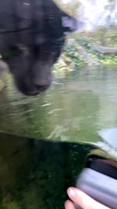 Er hun ikke bedårende?!! NEEEEEEEEJ! I hvert fald ikke, hvis du spørger jaguarmor Chica. Hun er ved at være godt og grundigt træt af at have en "teenager" i huset! Vi har derfor valgt at flytte vores unge jaguarhun Yana her backstage, så både Chica og hun kan få lidt ro på. Yana skal alligevel snart flytte hjemmefra - faktisk allerede i næste måned, hvor hun rejser til Zoo Opole i Polen. Og hvad så med Chica? Hun kommer ikke til at gå alene i særlig lang tid. Vi påtænker nemlig at genforene hend