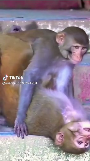 user7705538394981 on TikTok