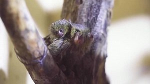 Mini marmoset brings joy to Skopje zoo