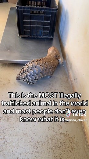 Save Pangolins from Illegal Poaching - Conservation and Animal Rescue