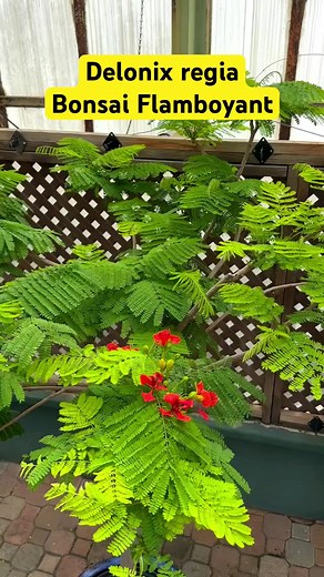 FIRETREE: Uncovering Delonix Regia in the Philippines