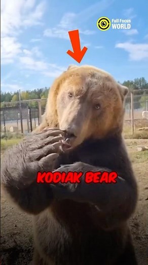 The Heaviest Bear in the World