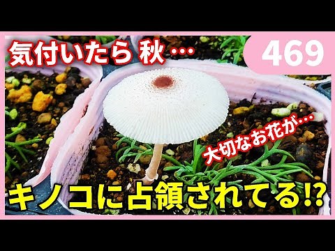 Causes and Treatment of Mushrooms by Gardening Channel 469 Gardening Beginners