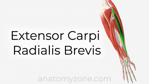 Extensor Carpi Radialis Brevis - Origin, Insertion, Action, 3D Model | AnatomyZone
