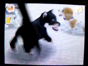 Nintendogs: Teaching your dog to Lay down