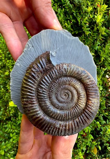 Discovering a 185 Million Year Old Cephalopod Fossil