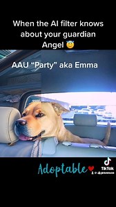 1K views · 145 reactions | Angels Among Us Pet Rescue on Reels | Facebook