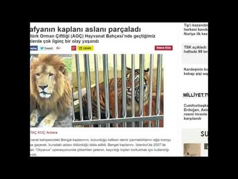 Tiger Kills Male Lion at Ankara Turkish Zoo.