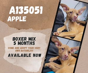 1.2K views · 67 reactions | ADOPTED! A135051 Shy but Sweet Apple is still available! How could anyone resist those ears!!! | Rowan County Animal Shelter | Facebook