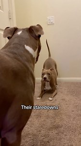 What do you love about pitties? 🥰 #dogs #pitbulls #cutepuppies #fyp #reels #fbreels #doglover #dogsofinstaworld | Knight & Aston